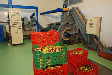 TIPICO FRANTOIO fotografie di Giulio Azzarello ©2014. TIPICO FRANTOIO fotografie di Giulio Azzarello ©2014.