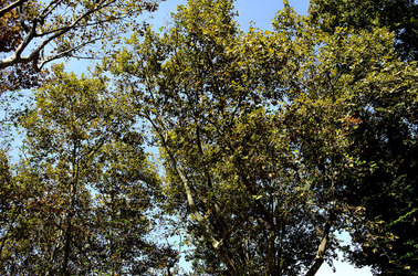 GIARDINI della BIENNALE a Venezia. Foto di Giulio Azzarello &copy;2015 2016.