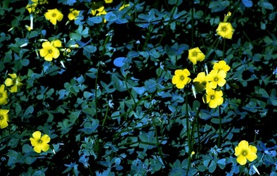 ORTO BOTANICO di Palermo. Fotografie di Giulio Azzarello ©2021.