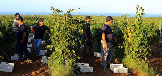 VENDEMMIA a Mazzara del Vallo in Sicilia con i contadini. Fotografie di Giulio Azzarello ©2016. VENDEMMIA a Mazzara del Vallo in Sicilia con i contadini. Fotografie di Giulio Azzarello ©2016.