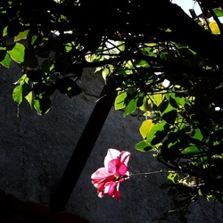 GIARDINO fotografie di Giulio Azzarello ©2019. GIARDINO fotografie di Giulio Azzarello ©2019.