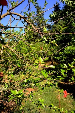 GIARDINO SICILIANO fotografie di Giulio Azzarello ©2021. GIARDINO SICILIANO fotografie di Giulio Azzarello ©2021.