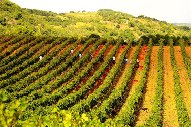 VENDEMMIA di AUTUNNO a S.Cristina Gela in Sicilia. Fotografie di Giulio Azzarello &copy;2016.