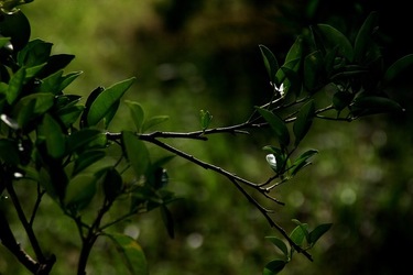 GIARDINO SICILIANO fotografie di Giulio Azzarello &copy;2020.