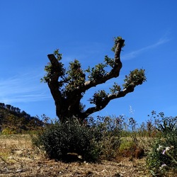 SEGESTA. Fotografie di Giulio Azzarello ©2024. SEGESTA. Fotografie di Giulio Azzarello ©2024.
