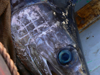LE FELUCHE di Sicilia fotografie di Giulio Azzarello ©2014. LE FELUCHE di Sicilia fotografie di Giulio Azzarello ©2014.