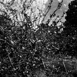 ROSE fotografie di Giulio Azzarello ©2021. ROSE fotografie di Giulio Azzarello ©2021.