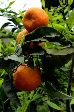 ZAGARA. Fotografie di Giulio Azzarello ©2022. ZAGARA. Fotografie di Giulio Azzarello ©2022.