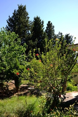 GIARDINO SICILIANO fotografie di Giulio Azzarello ©2021. GIARDINO SICILIANO fotografie di Giulio Azzarello ©2021.