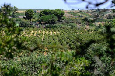 GORGHI TONDI oasi di vigneti e piante Mazzara del Vallo in Sicilia. Foto di Giulio Azzarello ©2016. GORGHI TONDI oasi di vigneti e piante Mazzara del Vallo in Sicilia. Foto di Giulio Azzarello ©2016.