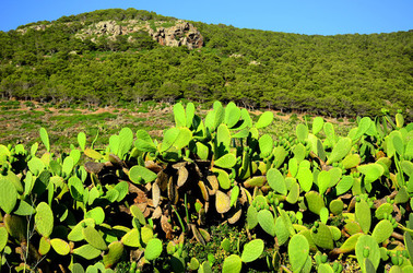 ISOLA DI USTICA la natura. Fotografie di Giulio Azzarello &copy;2016.