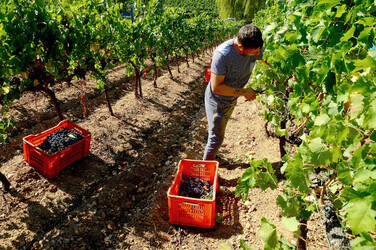 VENDEMMIA a S.Cristina Gela i coltivatori. Fotografie di Giulio Azzarello ©2016. VENDEMMIA a S.Cristina Gela i coltivatori. Fotografie di Giulio Azzarello ©2016.
