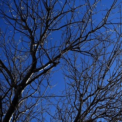 ALBERI. Fotografie di Giulio Azzarello &copy;2024.