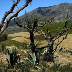 SEGESTA. Fotografie di Giulio Azzarello ©2024. SEGESTA. Fotografie di Giulio Azzarello ©2024.
