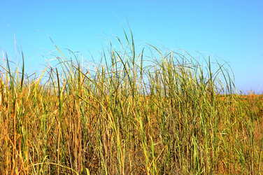 CANNETI in SICILIA. Fotografie di Giulio Azzarello &copy;2016.