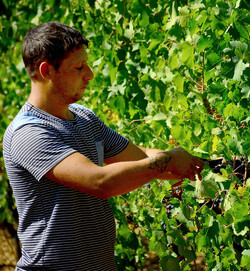 VENDEMMIA a S.Cristina Gela i coltivatori. Fotografie di Giulio Azzarello ©2016. VENDEMMIA a S.Cristina Gela i coltivatori. Fotografie di Giulio Azzarello ©2016.