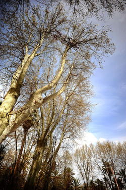 VILLA BONANNO a Palermo. Fotografie di Giulio Azzarello &copy;2016.