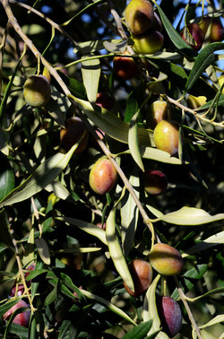 ULIVETO in autunno. Fotografie di Giulio Azzarello ©2014. ULIVETO in autunno. Fotografie di Giulio Azzarello ©2014.