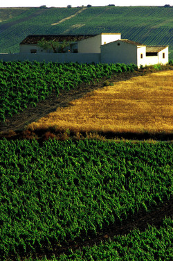 VIGNETO tipico siciliano a Salemi panoramiche e particolari. Fotografie di Giulio Azzarello &copy;2014.