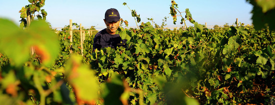 VENDEMMIA a Mazzara del Vallo in Sicilia con i contadini. Fotografie di Giulio Azzarello ©2016. VENDEMMIA a Mazzara del Vallo in Sicilia con i contadini. Fotografie di Giulio Azzarello ©2016.