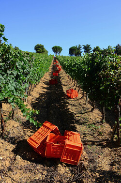 VENDEMMIA a S.Cristina Gela in Sicilia. Fotografie di Giulio Azzarello &copy;2016.