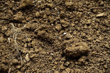 ULIVETO SICILIANO. Fotografie di Giulio Azzarello ©2022.