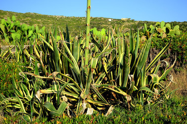 ISOLA DI USTICA la natura. Fotografie di Giulio Azzarello &copy;2016.