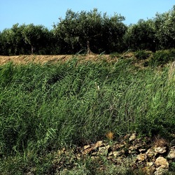 SELINUNTE. Fotografie di Giulio Azzarello ©2022. SELINUNTE. Fotografie di Giulio Azzarello ©2022.