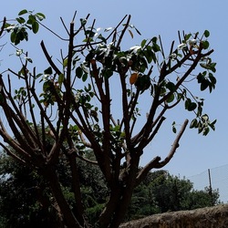 RAMI. Fotografie di Giulio Azzarello &copy;2022.