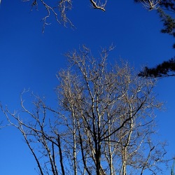 ALBERI. Fotografie di Giulio Azzarello &copy;2024.