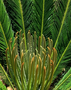 GIARDINO fotografie di Giulio Azzarello ©2019. GIARDINO fotografie di Giulio Azzarello ©2019.