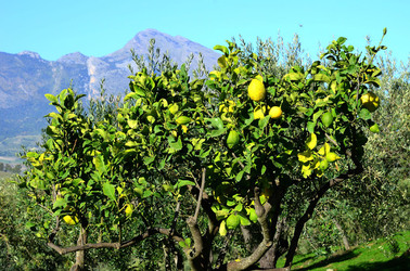 ULIVETO in autunno. Fotografie di Giulio Azzarello ©2014. ULIVETO in autunno. Fotografie di Giulio Azzarello ©2014.