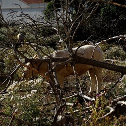 BESTIE. Fotografie di Giulio Azzarello ©2022. BESTIE. Fotografie di Giulio Azzarello ©2022.