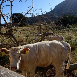 BESTIE. Fotografie di Giulio Azzarello ©2022. BESTIE. Fotografie di Giulio Azzarello ©2022.