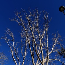 ALBERI. Fotografie di Giulio Azzarello &copy;2024.