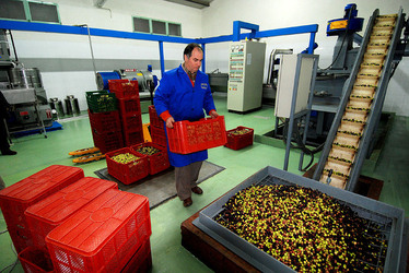 TIPICO FRANTOIO fotografie di Giulio Azzarello ©2014. TIPICO FRANTOIO fotografie di Giulio Azzarello ©2014.