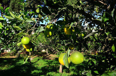 AGRUMETO SICILIANO in autunno. Fotografie di Giulio Azzarello &copy;2014.