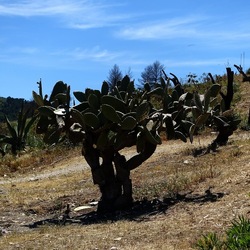 SEGESTA. Fotografie di Giulio Azzarello ©2024. SEGESTA. Fotografie di Giulio Azzarello ©2024.