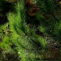 SELINUNTE. Fotografie di Giulio Azzarello ©2022. SELINUNTE. Fotografie di Giulio Azzarello ©2022.