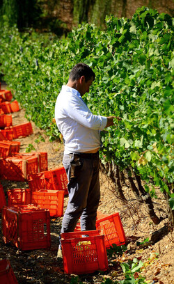 VENDEMMIA a S.Cristina Gela i coltivatori. Fotografie di Giulio Azzarello ©2016. VENDEMMIA a S.Cristina Gela i coltivatori. Fotografie di Giulio Azzarello ©2016.