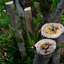 TRONCHI. Fotografie di Giulio Azzarello ©2022.