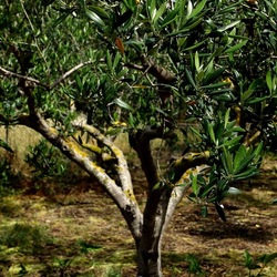 CAMMINANDO. Fotografie di Giulio Azzarello &copy;2024.