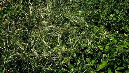 BAIA DEL CORALLO. Fotografie di Giulio Azzarello &copy;2022.