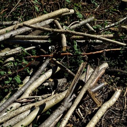 RAMI E ROVI. Fotografie di Giulio Azzarello ©2023. RAMI E ROVI. Fotografie di Giulio Azzarello ©2023.