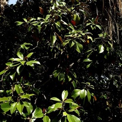 ORTO BOTANICO. Fotografie di Giulio Azzarello &copy;2024.