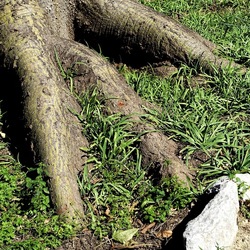 ORTO BOTANICO DI PALERMO. Fotografie di Giulio Azzarello ©2022. ORTO BOTANICO DI PALERMO. Fotografie di Giulio Azzarello ©2022.