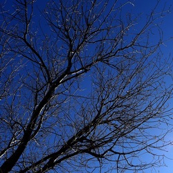 ALBERI. Fotografie di Giulio Azzarello &copy;2024.