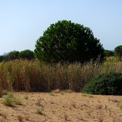 SELINUNTE. Fotografie di Giulio Azzarello ©2022. SELINUNTE. Fotografie di Giulio Azzarello ©2022.