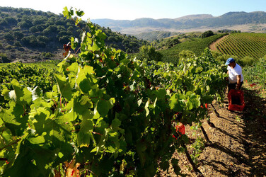 VENDEMMIA a S.Cristina Gela i coltivatori. Fotografie di Giulio Azzarello ©2016. VENDEMMIA a S.Cristina Gela i coltivatori. Fotografie di Giulio Azzarello ©2016.
