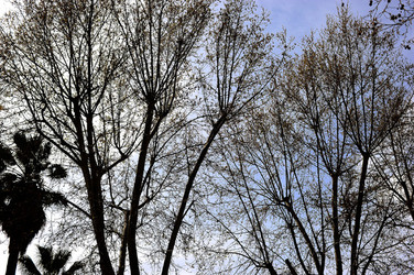 VILLA BONANNO a Palermo. Fotografie di Giulio Azzarello &copy;2016.